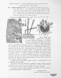 Phyllactinia fraxini image